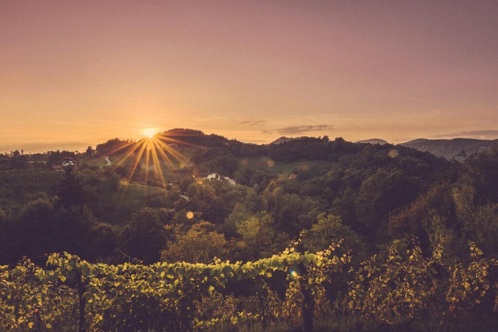 Chorwackie wina i winnice – przewodnik po regionach winiarskich