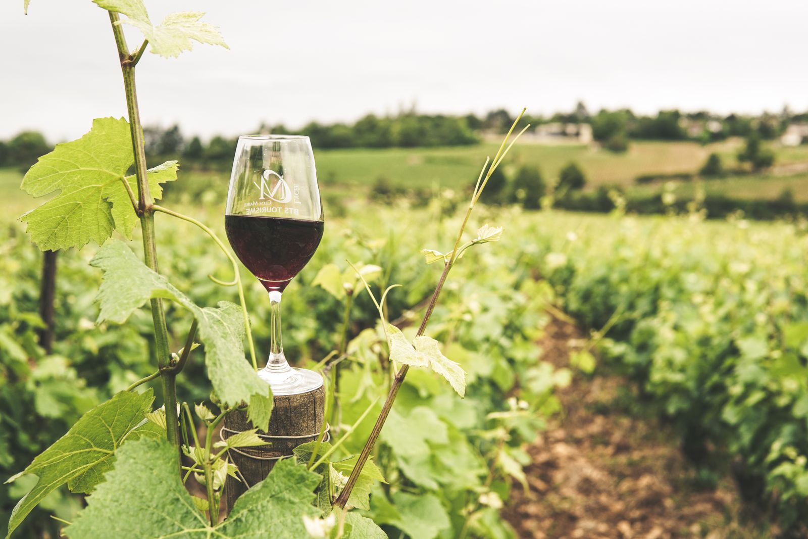 Degustacja chorwackiego wina, kieliszek czerwonego wina