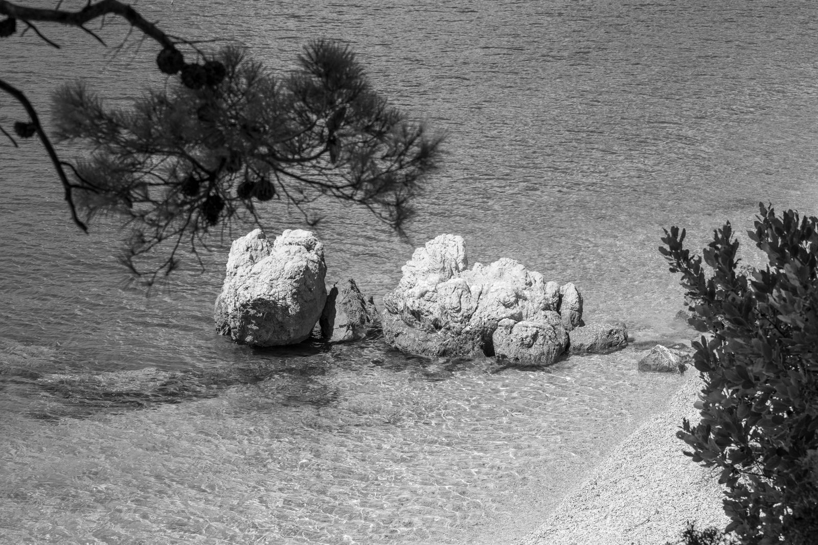 Żwirowa plaża osłonięta sosnami nad Adriatykiem